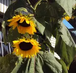 DSC02319 - 2011-10-23 - soblu.webp