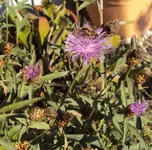 DSC02315 - 2011-10-23 - flockenblumen.webp