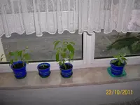ErkerHabaPap100_0792 (Medium).webp