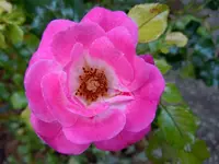 Rosen001.webp
