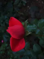 Rosen002.webp