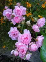 Rosen003.webp