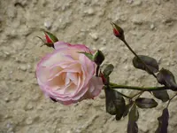 Rosen004.webp