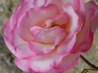 Rosen005.webp