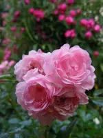 Rosen006.webp