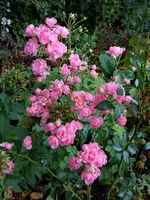 Rosen007.webp