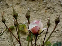 Rosen008.webp