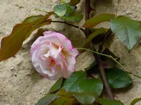 Rosen009.webp
