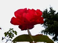 Rosen010.webp