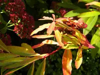 DSCN1034.webp