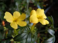 Winterjasmien01.webp