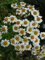 Hemdknöpfchen03.webp