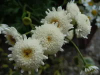 Hemdknöpfchen04.webp