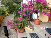 Drillingsblume05.webp