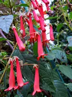Kapfuchsie07.webp