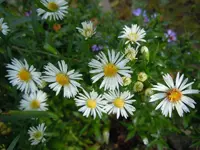 Herbstastern08.webp