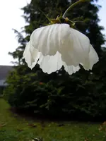Schmuckkörbchen09.webp