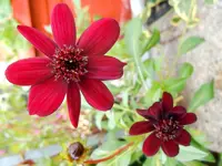 Schokladenblume10.webp