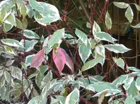 DSCN1048.webp