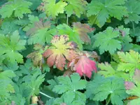 DSCN1049.webp