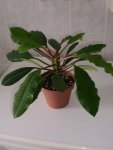 Euphorbia leuconeura 002.jpg