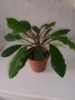 Euphorbia leuconeura 002.webp