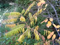 DSCN1092.webp