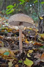 Zufallsernte.webp