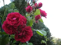 IMG_8307 Rosenbogen 72dpi.webp