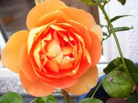 100_5597.webp