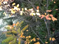 DSCN1104.webp