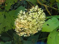 DSCN1042.webp