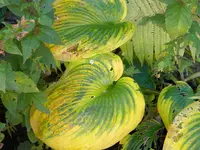 DSCN1071.webp