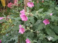 DSCF1325.webp
