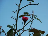 DSCF1327.webp