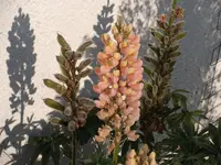 DSCF1328.webp