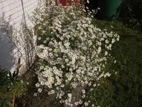 DSCF1329.webp