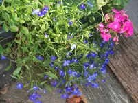 DSCF1333.webp