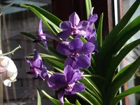 DSCF1339.webp