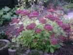 Sedum.24.10.2011.jpg