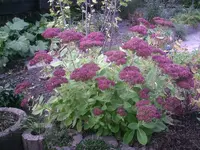 Sedum.24.10.2011.webp