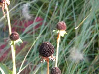 DSCN1006.webp