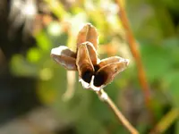 DSCN1010.webp