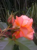 IMG_0880.webp