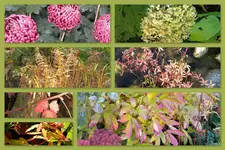 Herbst41.webp