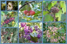 Herbst42.webp