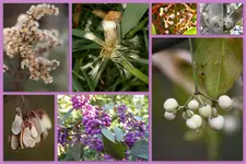 Herbst45.webp