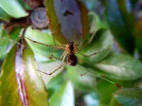 Spinne001.webp