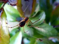 Spinne002.webp