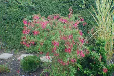 DSC_0005.webp